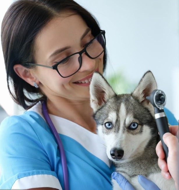 Veterinary Care & Pet Boarding